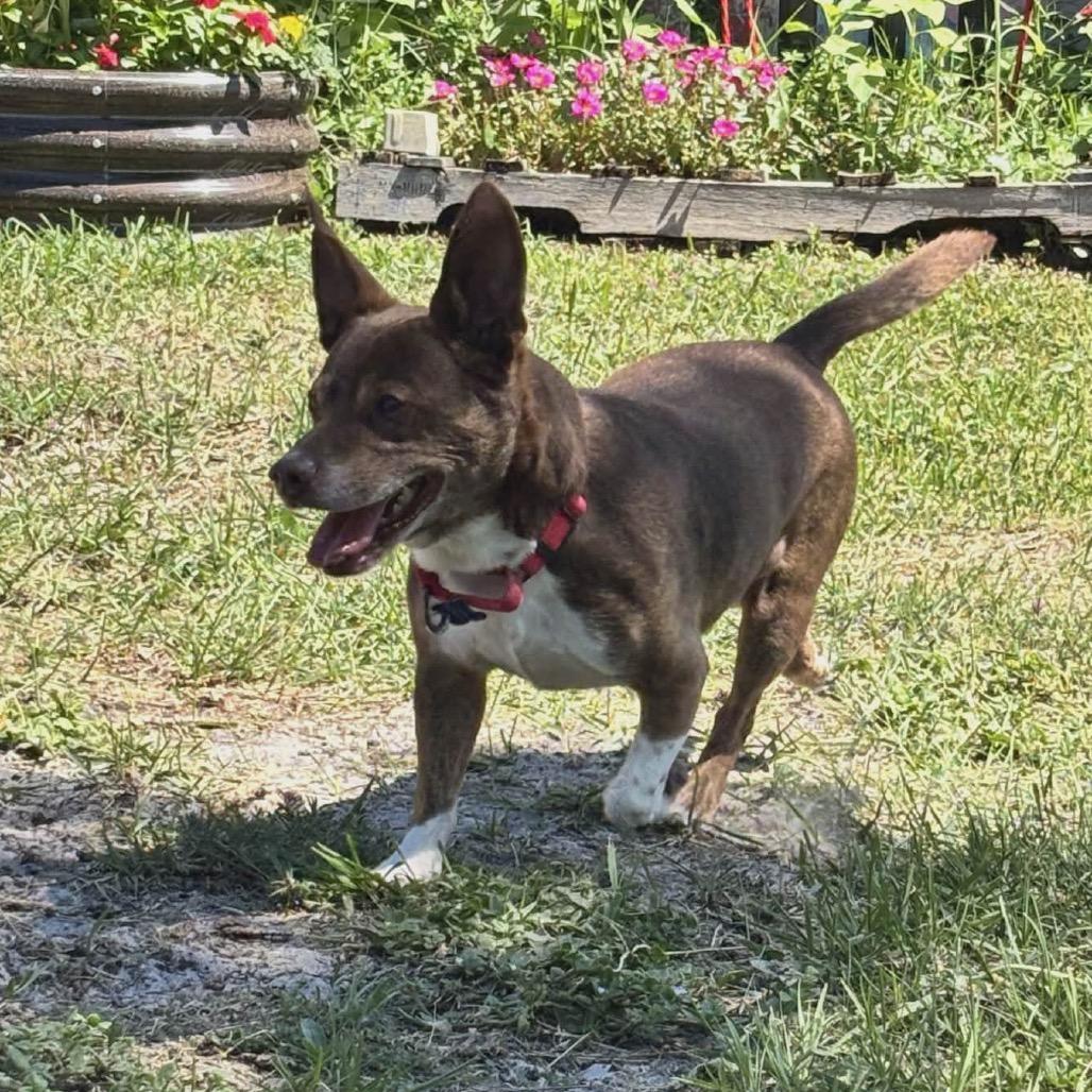Big Mack, Adoptable, Senior Male Cardigan Welsh Corgi & Mixed Breed.