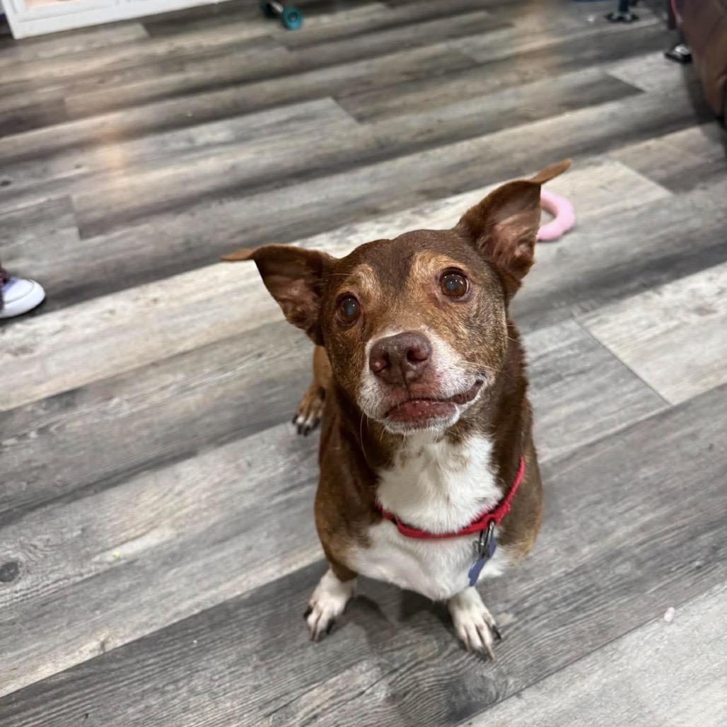 Enlarge Big Mack, a Adoptable mixed breed in Seminole, FL image 2/6