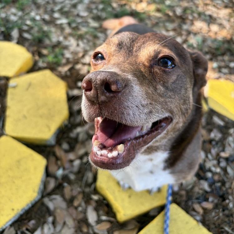 Enlarge Big Mack, a Adoptable mixed breed in Seminole, FL image 2/5