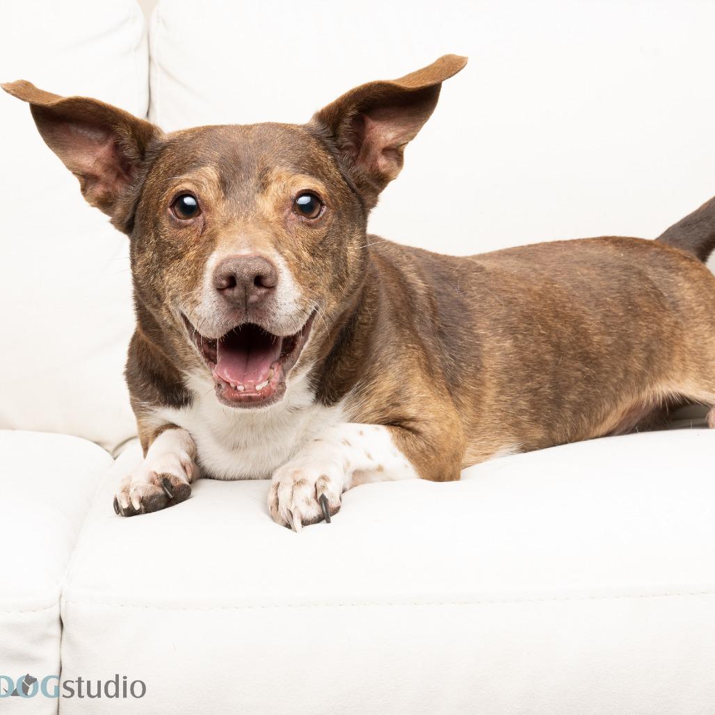 Enlarge Big Mack, a Adoptable mixed breed in Seminole, FL image 2/6