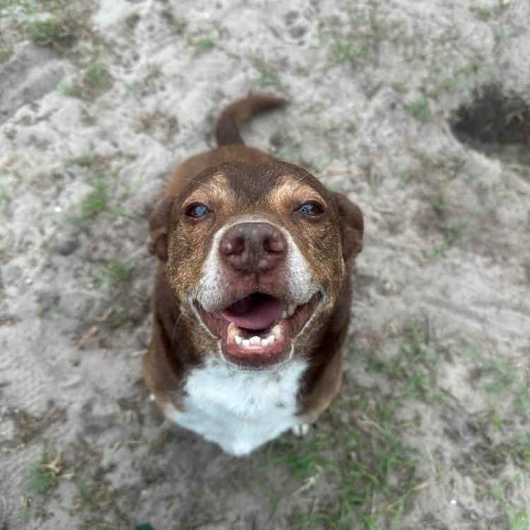 Enlarge Big Mack, a Adoptable mixed breed in Seminole, FL image 3/5