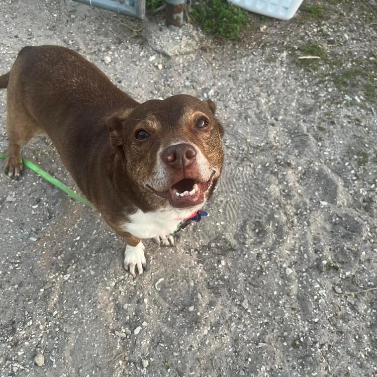 Enlarge Big Mack, a Adoptable mixed breed in Seminole, FL image 4/5