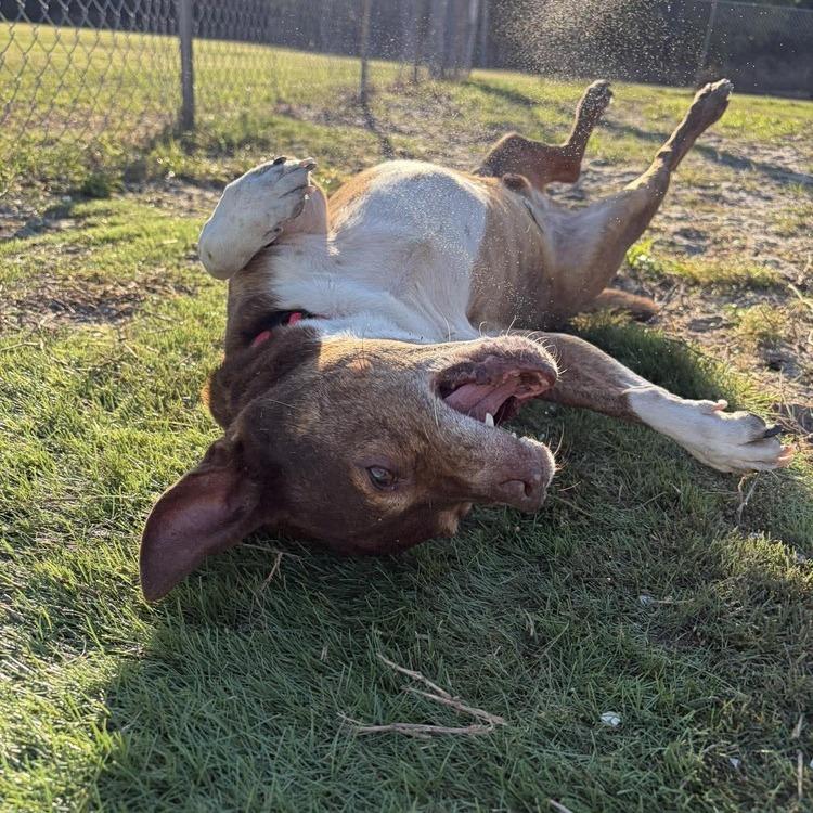 Enlarge Big Mack, a Adoptable mixed breed in Seminole, FL image 5/5