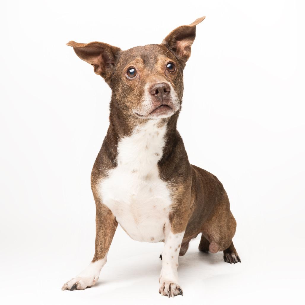 Enlarge Big Mack, a Adoptable mixed breed in Seminole, FL image 4/6