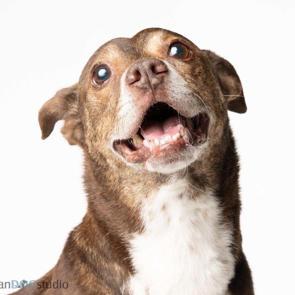 Enlarge Big Mack, a Adoptable mixed breed in Seminole, FL image 5/6