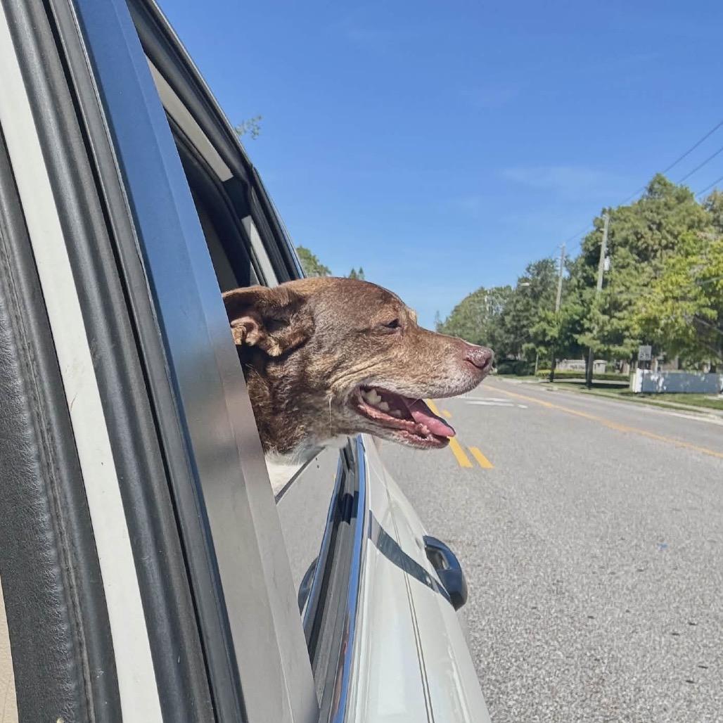 Big Mack, a Adoptable mixed breed in Seminole, FL image 5/6