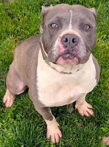 IVY, Adoptable, Adult Female Pit Bull Terrier.