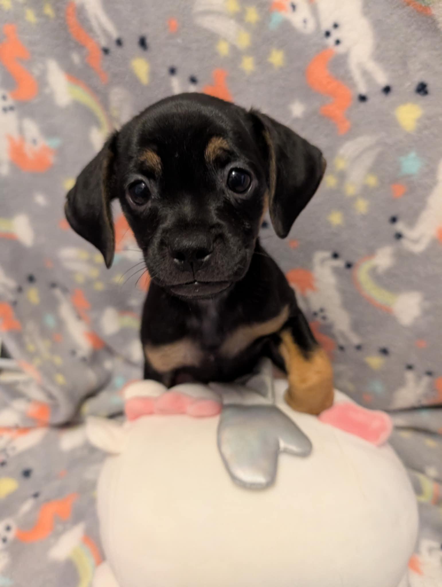 Karen, Adopted, Young Female Pug & Beagle.