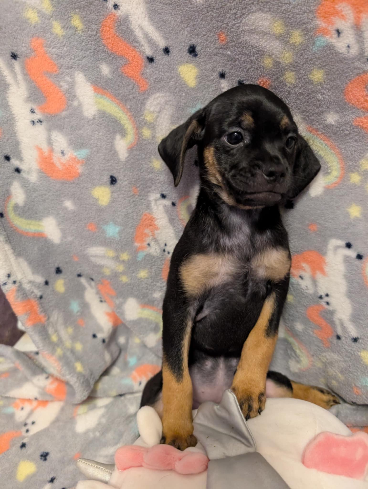 Enlarge Karen, a Adopted mixed breed in Tucson, AZ image 2/3