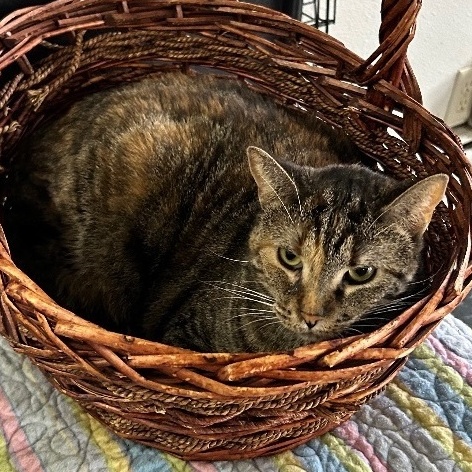 Enlarge Peanut, a Adoptable Domestic Short Hair in Devils Lake, ND image 4/4