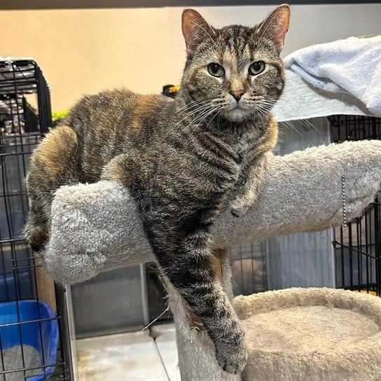 Peanut, an adoptable Domestic Short Hair in Devils Lake, ND, 58301 | Photo Image 1