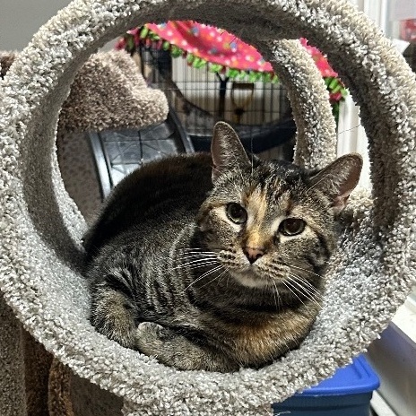 Enlarge Peanut, a Adoptable Domestic Short Hair in Devils Lake, ND image 2/4