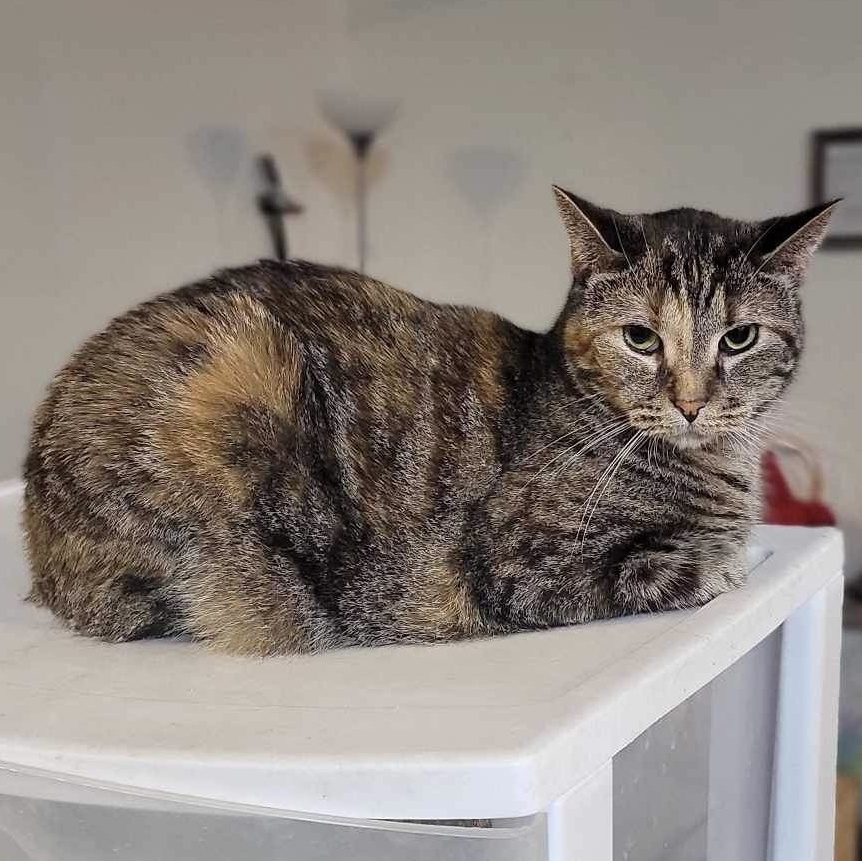 Enlarge Peanut, a Adoptable Domestic Short Hair in Devils Lake, ND image 3/4