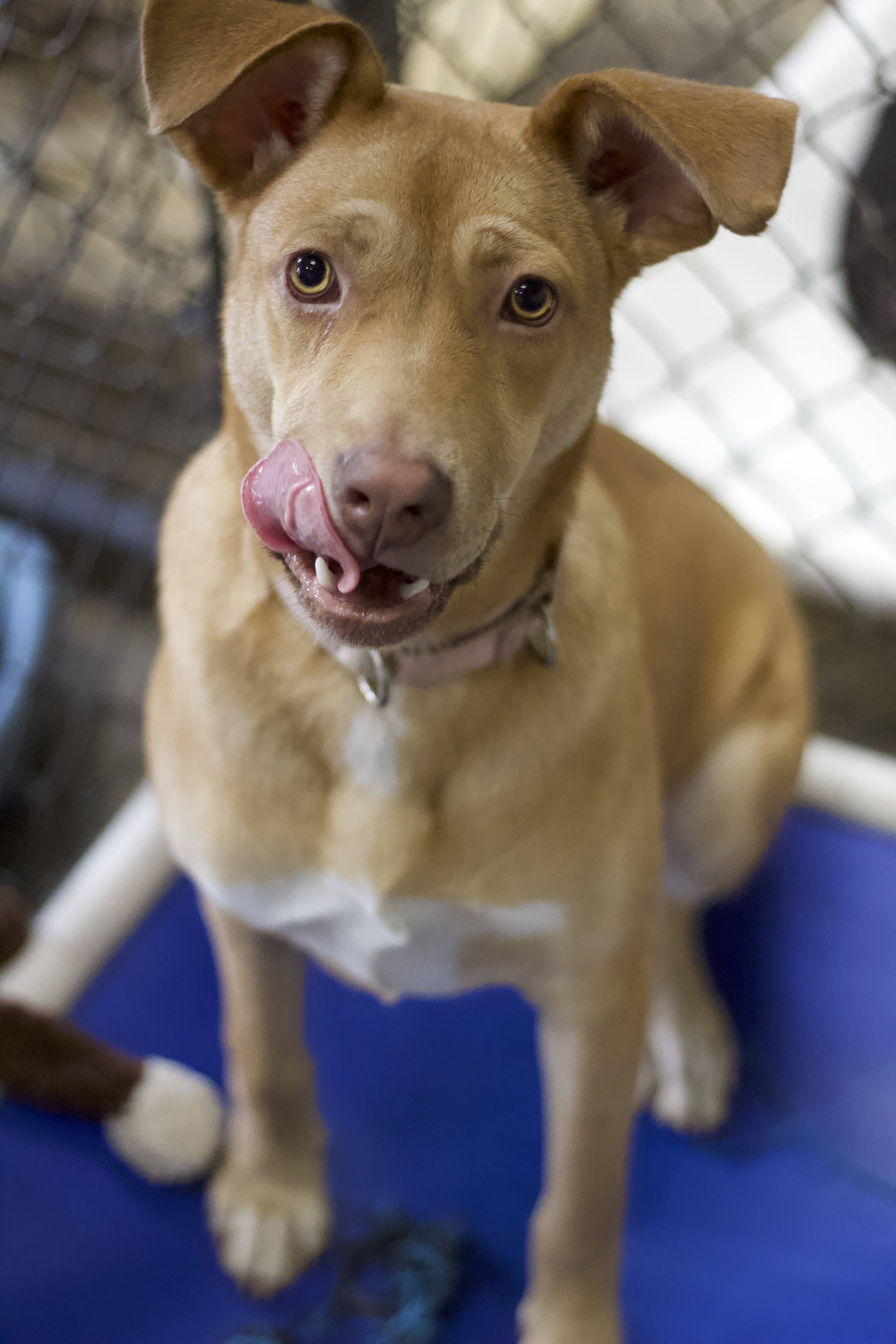 Spongebob, Adoptable, Young Male Labrador Retriever & German Shepherd Dog.