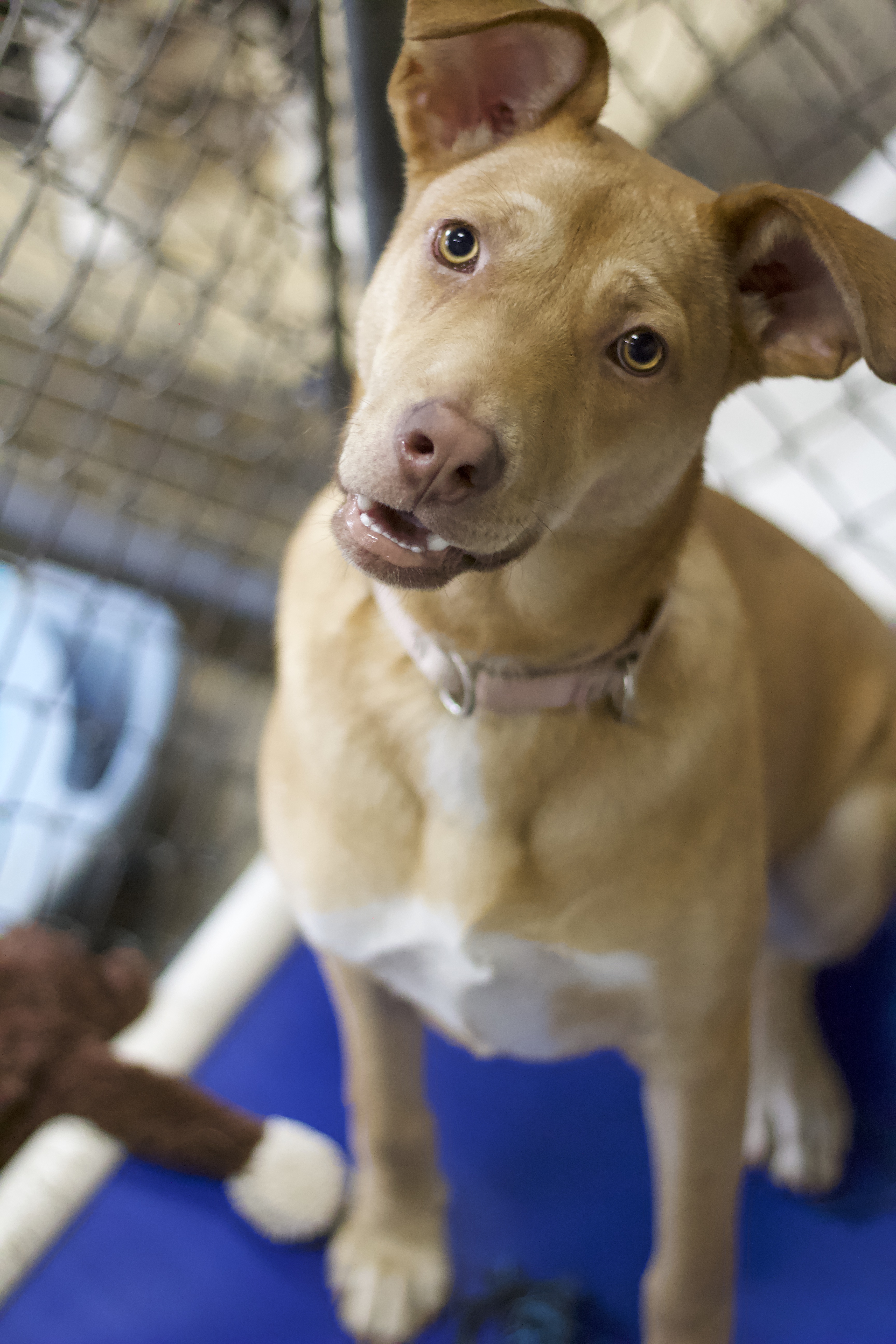 Spongebob, Adoptable, Young Male Labrador Retriever & German Shepherd Dog.