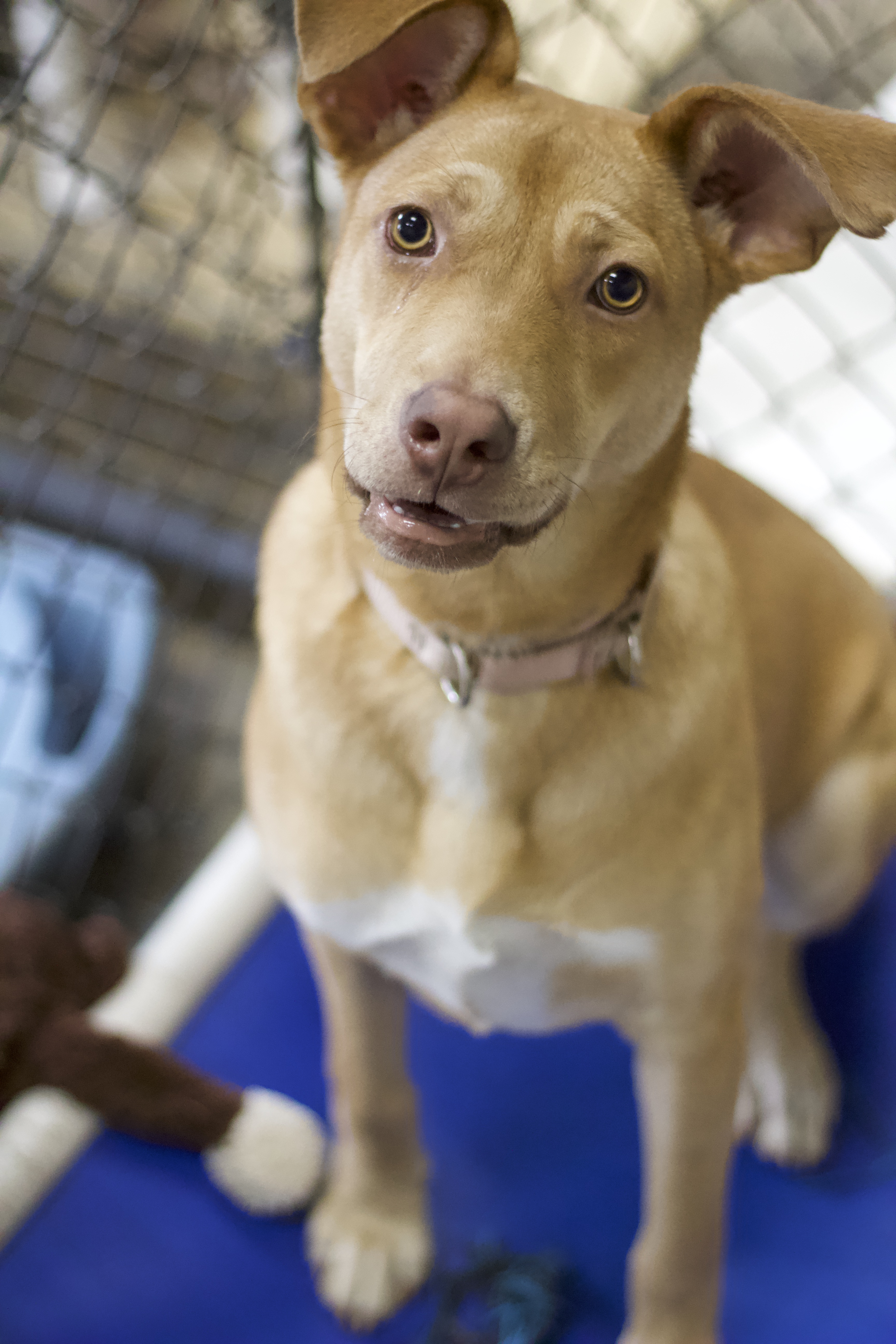 Spongebob, a Adoptable mixed breed in Ottumwa, IA image 3/3