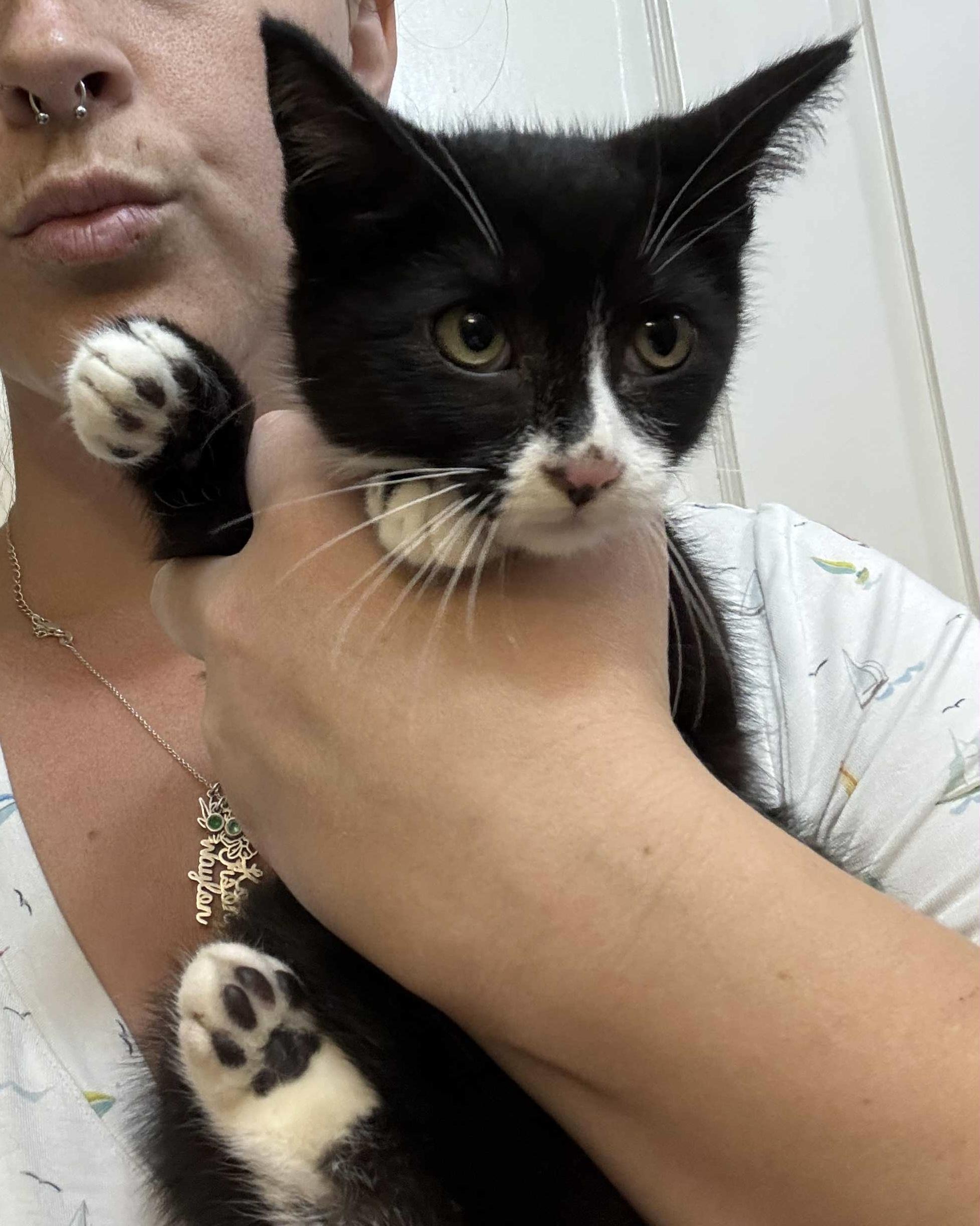 Roo, Adoptable, Young Female Domestic Short Hair.