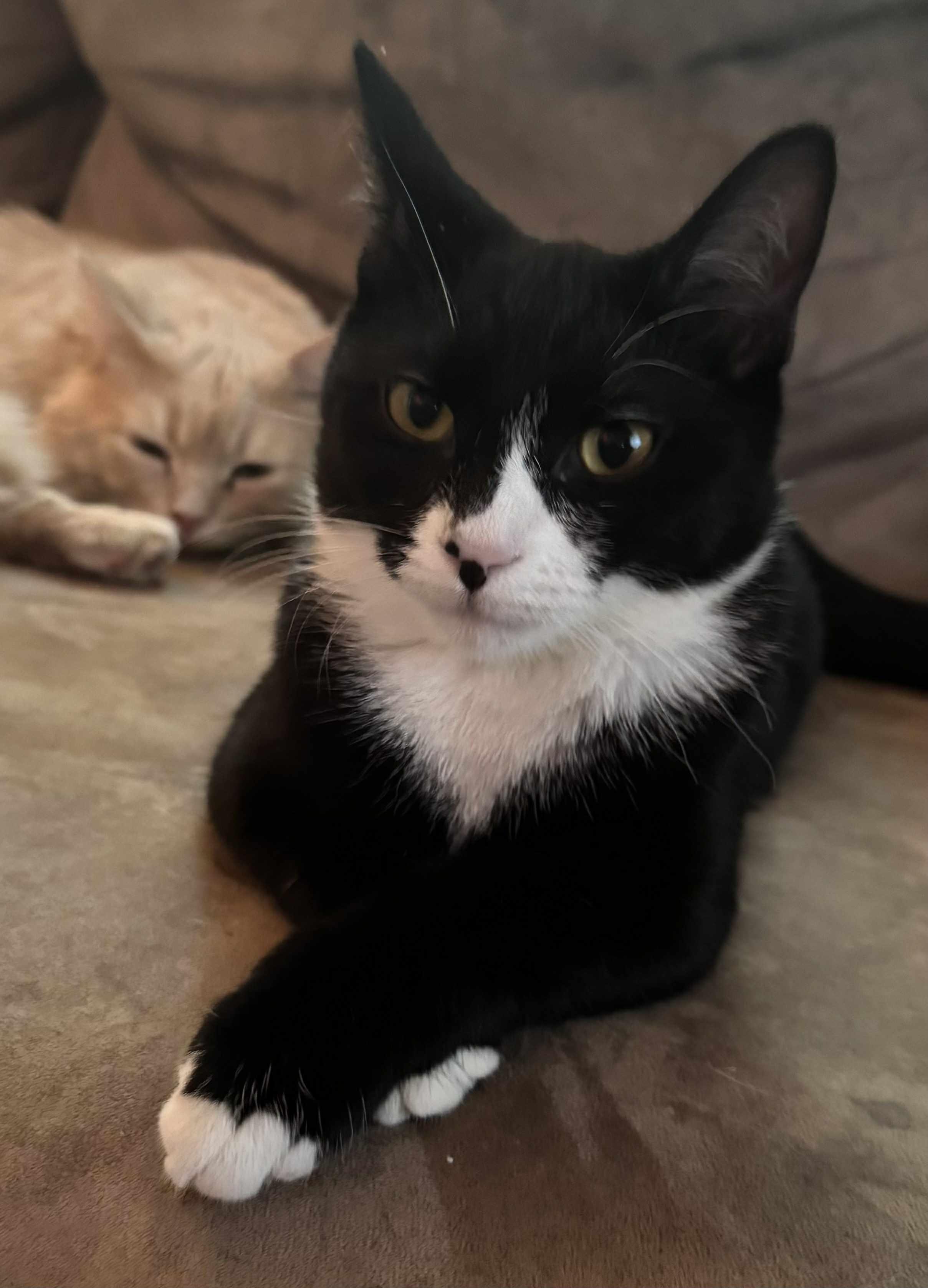 Roo, Adoptable, Young Female Domestic Short Hair.