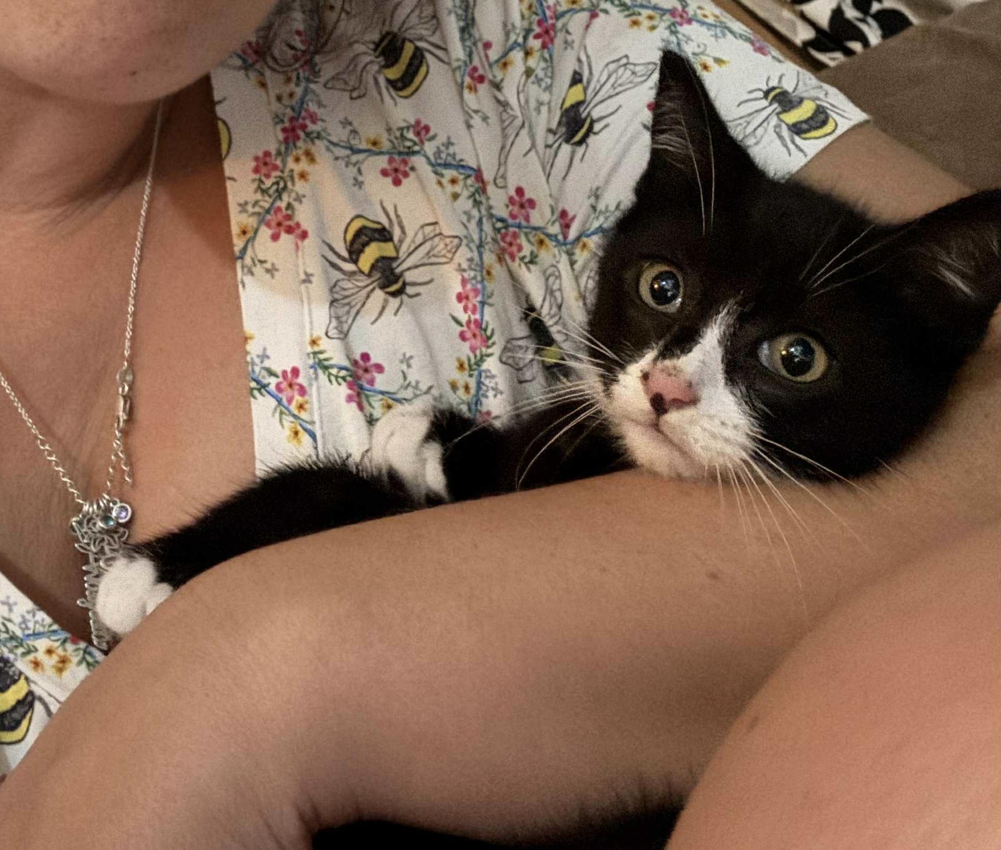 Roo, a Adoptable mixed breed in Chelsea, VT image 4/4