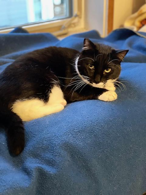 Enlarge Kandy and Kieu (bonded sisters), an adoptable Tuxedo in Bothell, WA image 2/6