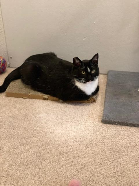 Enlarge Kandy and Kieu (bonded sisters), an adoptable Tuxedo in Bothell, WA image 6/6