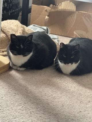 Enlarge Kandy and Kieu (bonded sisters), an adoptable Tuxedo in Bothell, WA image 1/6