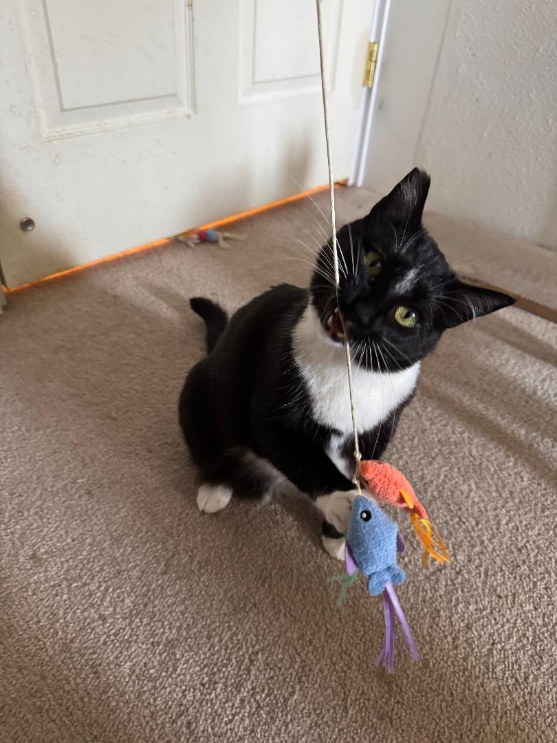 Enlarge Kandy and Kieu (bonded sisters), an adoptable Tuxedo in Bothell, WA image 6/6