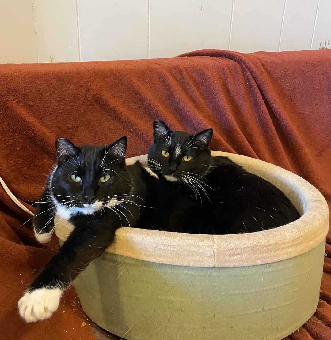 Kandy and Kieu (bonded sisters), an adoptable Tuxedo in Bothell, WA image 1/6