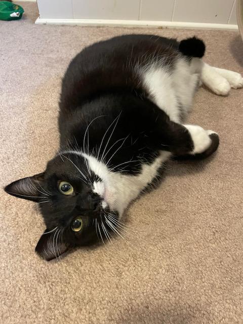 Kandy and Kieu (bonded sisters), adoptable, Adult Female Tuxedo.