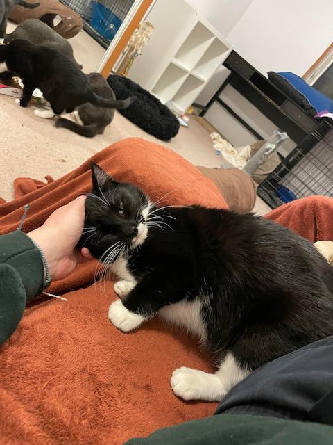 Enlarge Kandy and Kieu (bonded sisters), an adoptable Tuxedo in Bothell, WA image 5/6