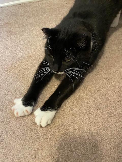 Enlarge Kandy and Kieu (bonded sisters), an adoptable Tuxedo in Bothell, WA image 3/6