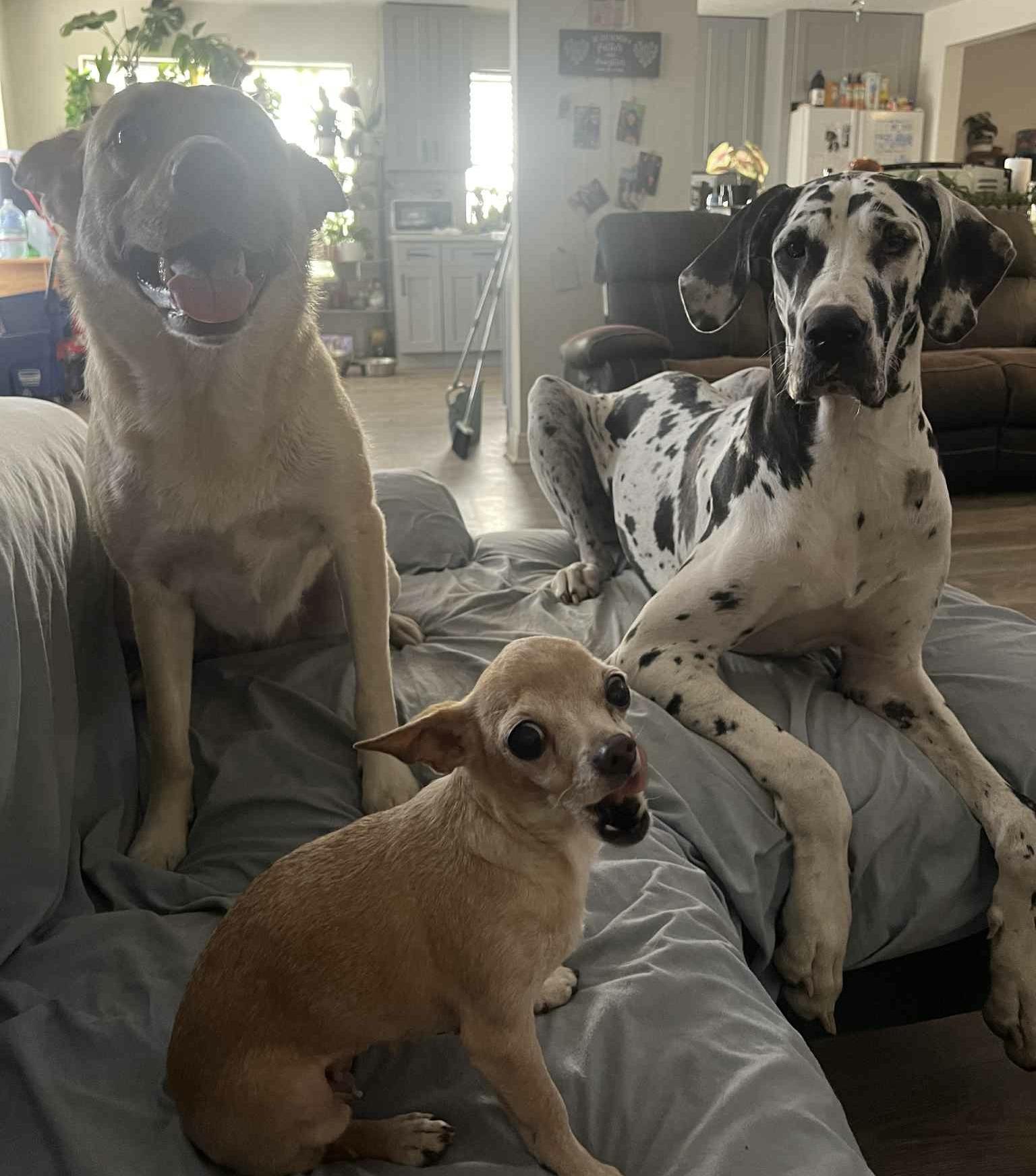 Chikita, an adopted Chihuahua in Seattle, WA image 6/6