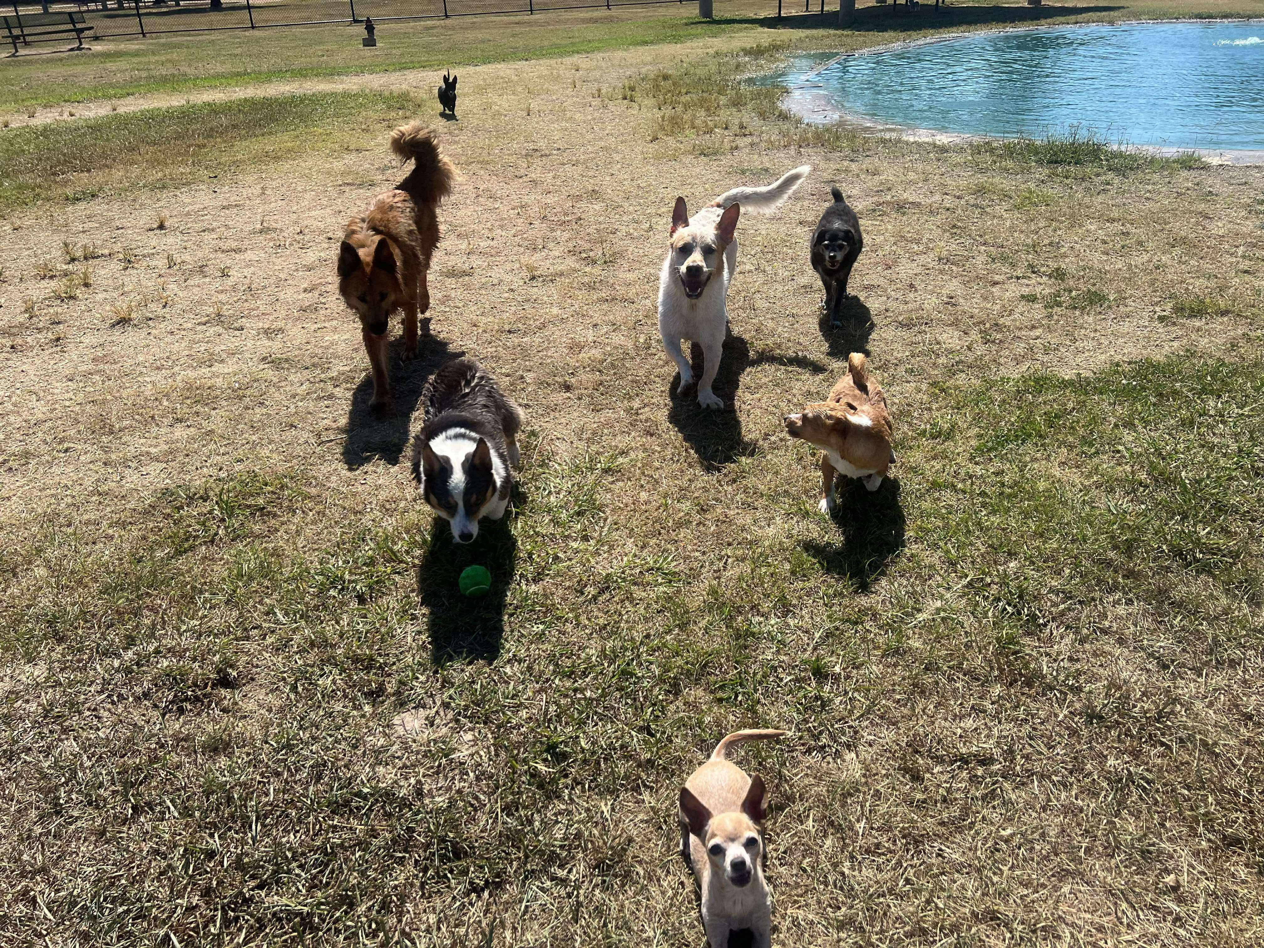 Chikita, an adopted Chihuahua in Seattle, WA image 5/6