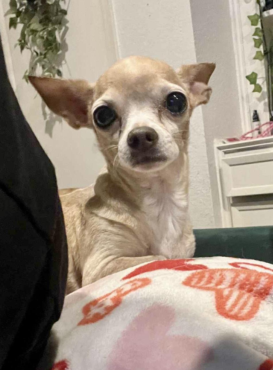 Chikita, an adopted Chihuahua in Seattle, WA image 2/6