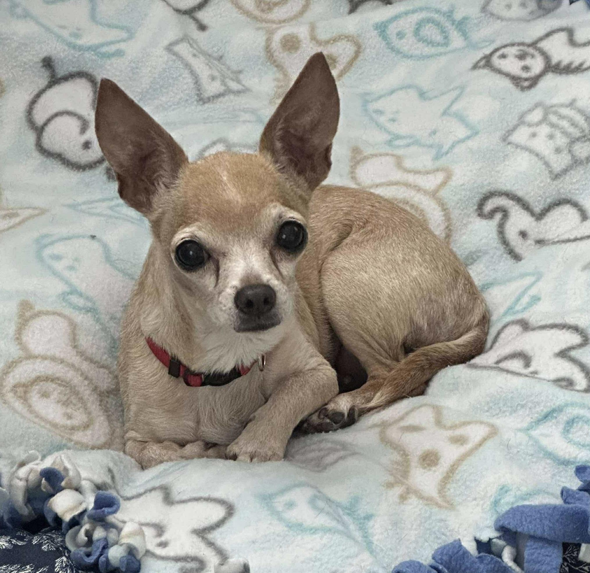 Chikita, an adopted Chihuahua in Seattle, WA image 1/6