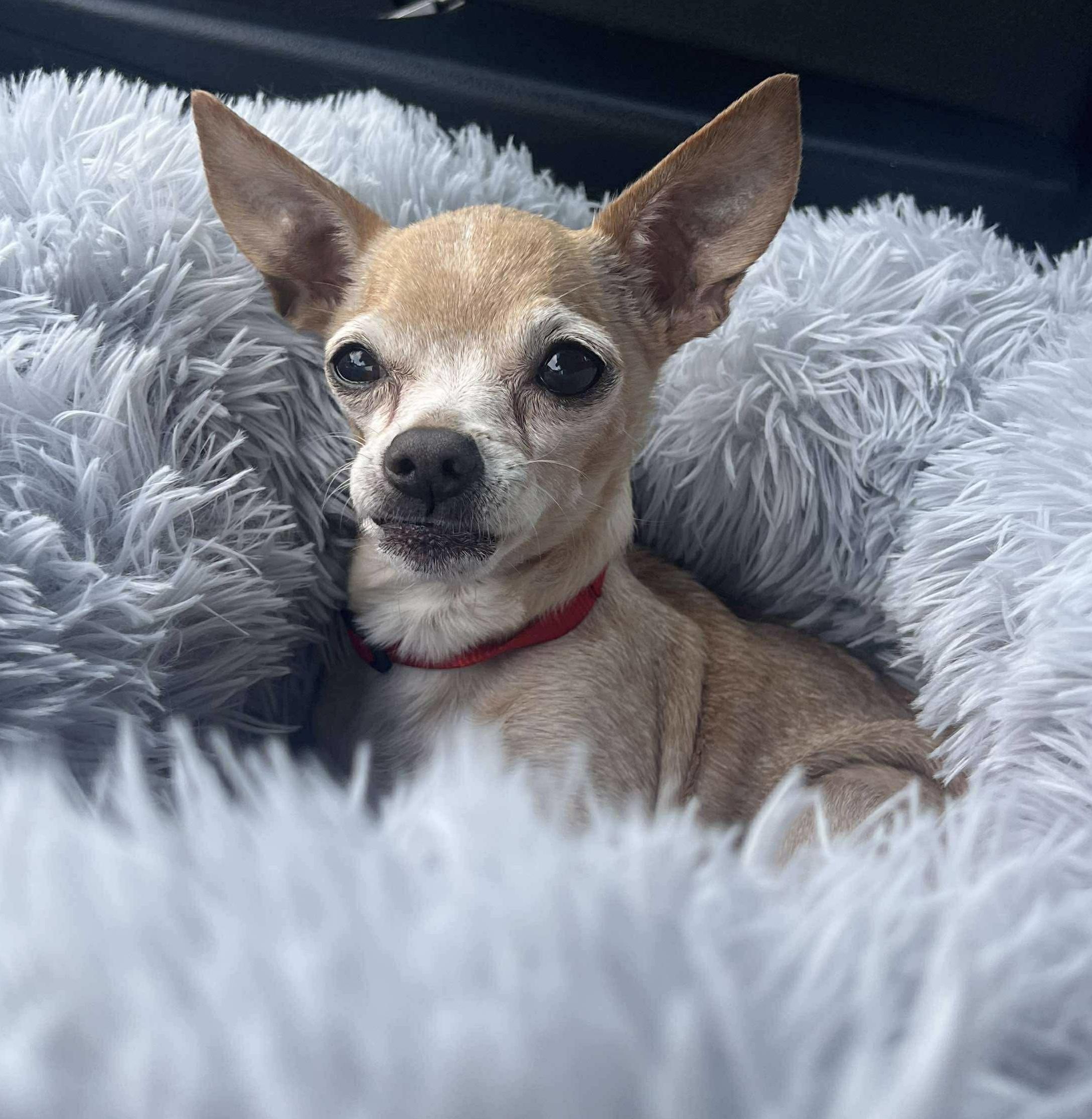 Chikita, an adopted Chihuahua in Seattle, WA image 4/6