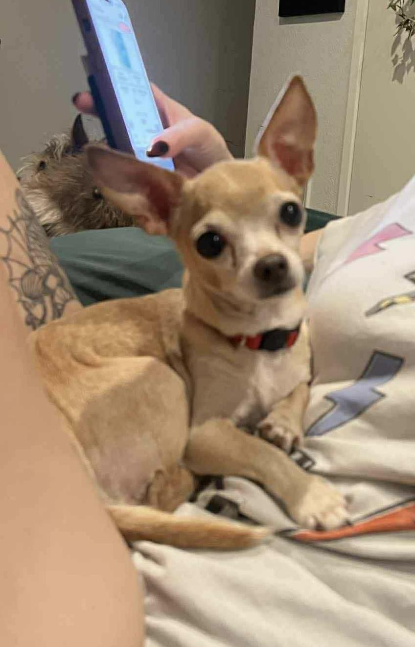 Chikita, an adopted Chihuahua in Seattle, WA image 3/6