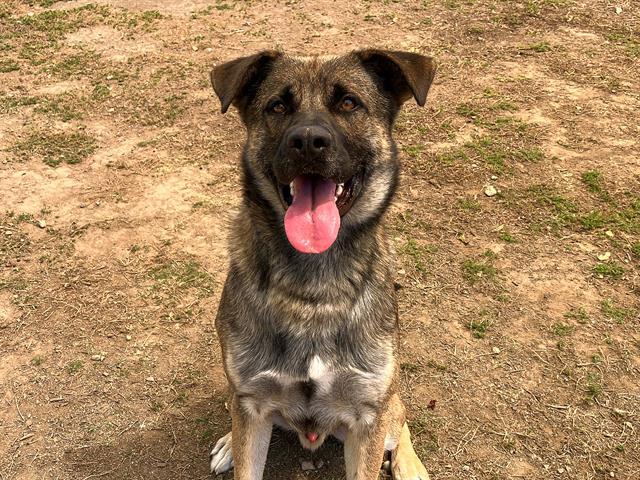 Enlarge GROOT, a Adoptable mixed breed in Tustin, CA image 1/1