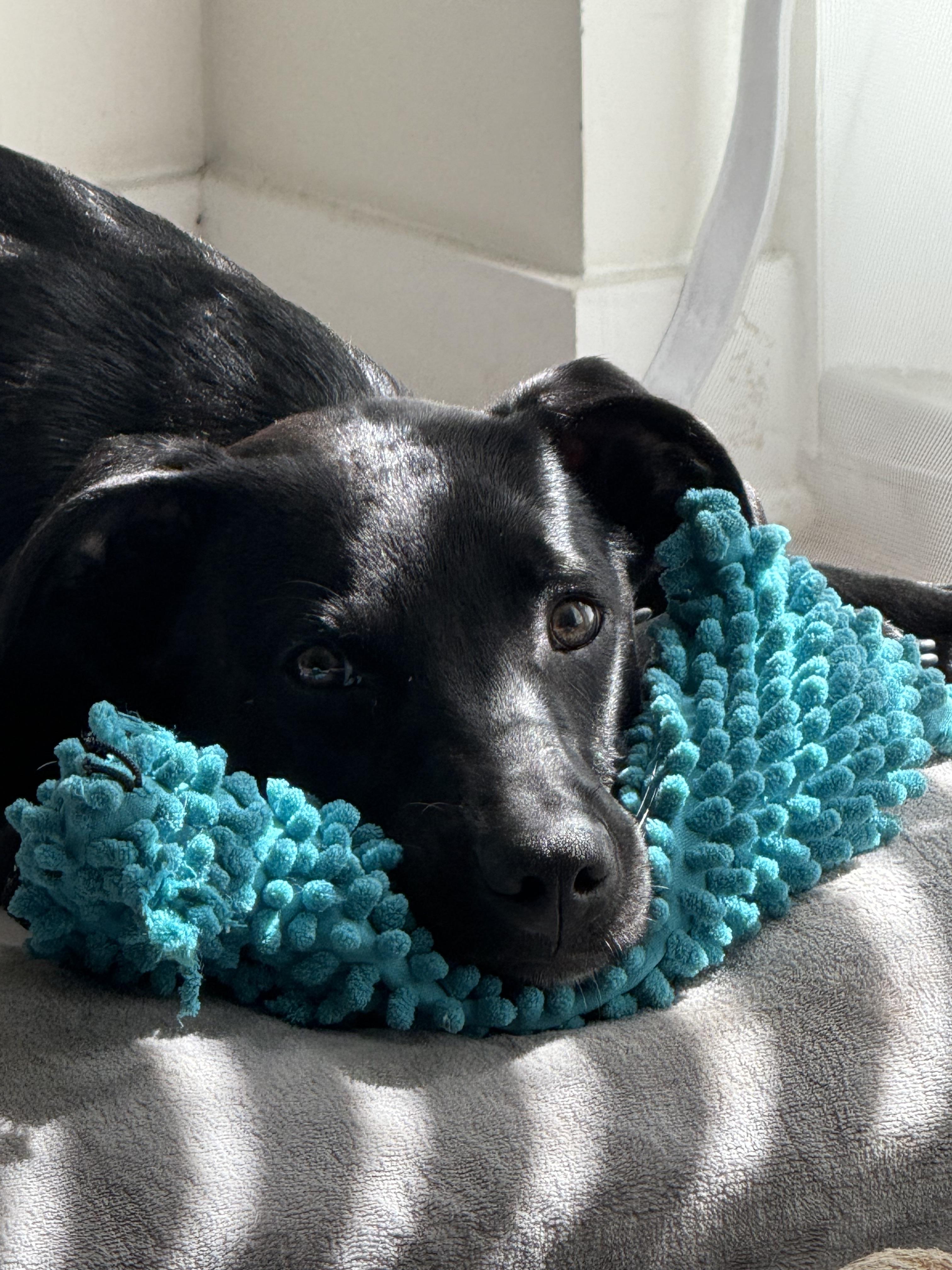 Tony, Adoptable, Puppy Male Black Labrador Retriever.