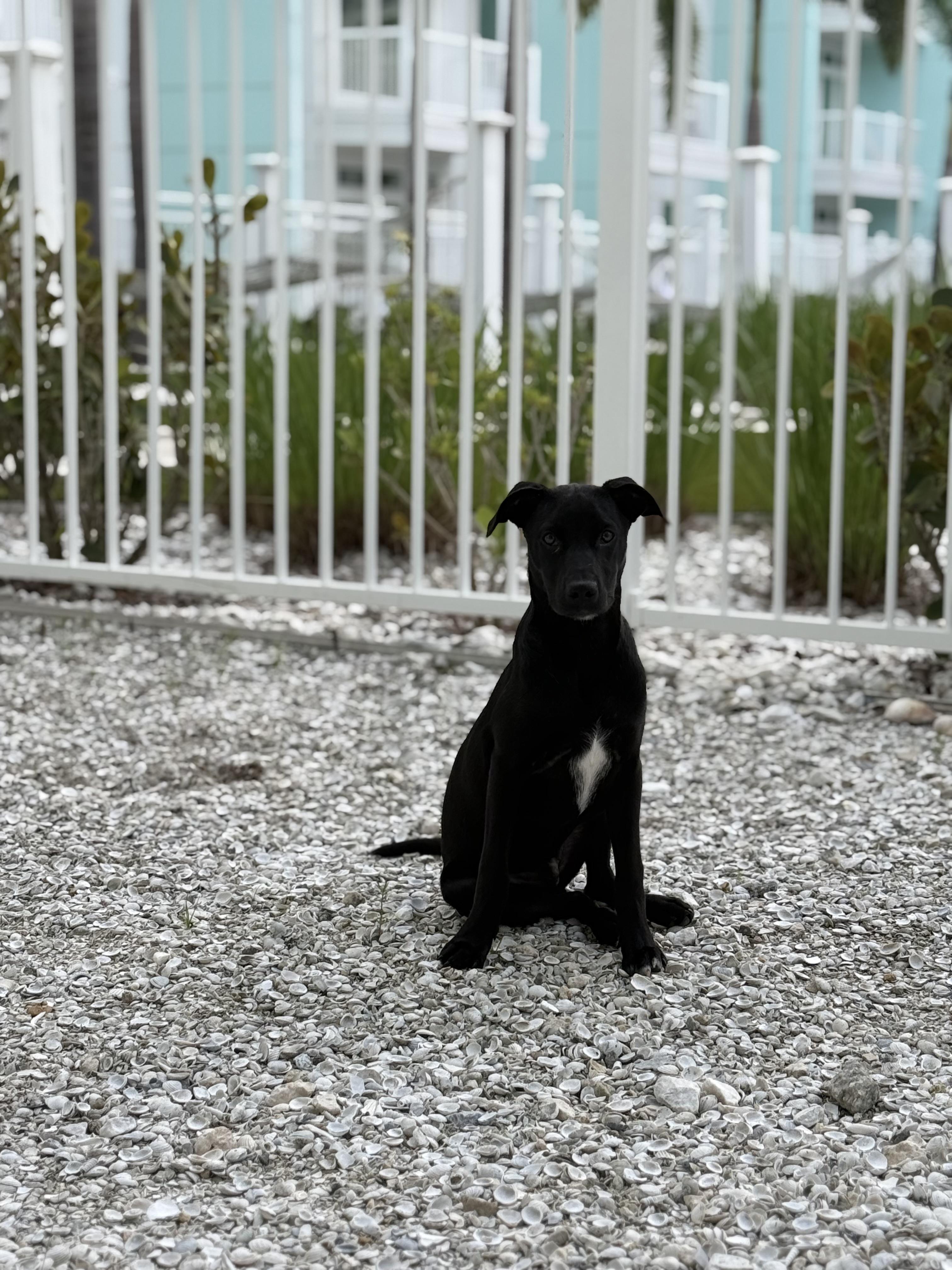 Enlarge Tony, a Adoptable mixed breed in tampa, FL image 3/4