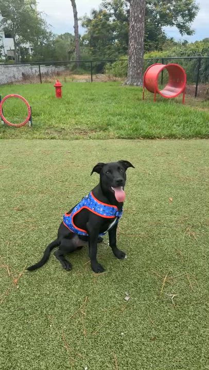 Enlarge Tony, a Adoptable mixed breed in tampa, FL video 4/4