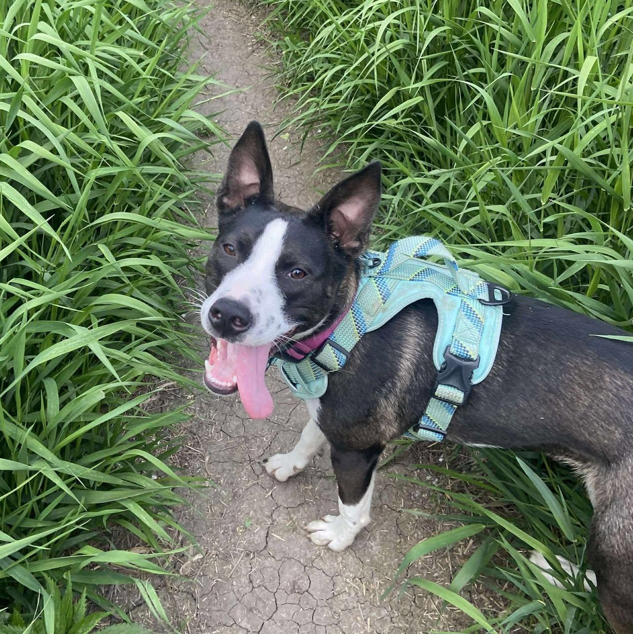 Oreo, a Adoptable Mixed Breed in Sioux Falls, SD image 1/5