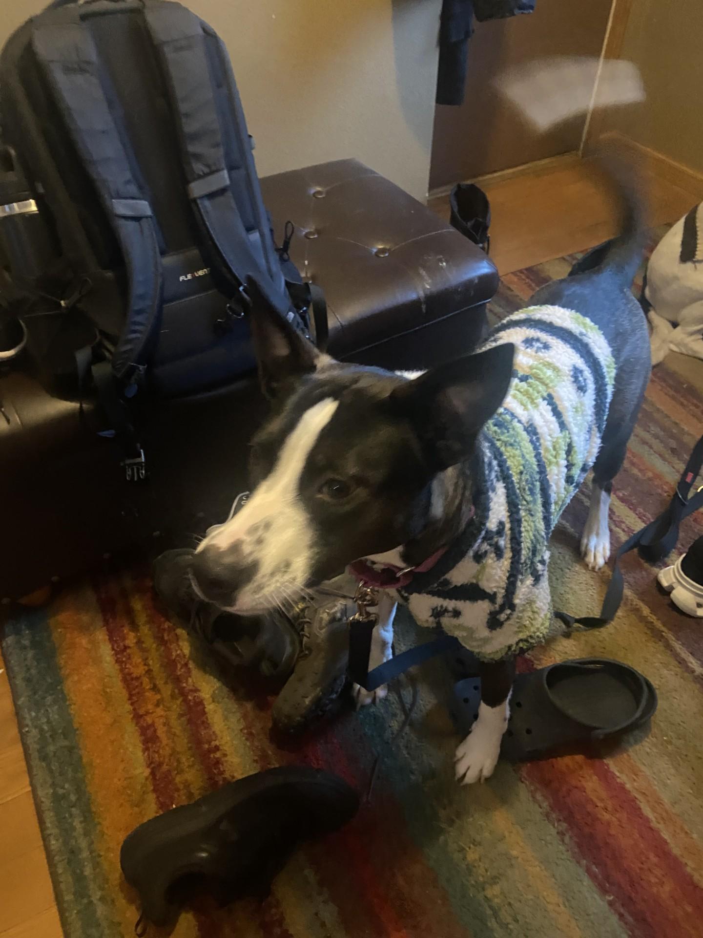 Enlarge Oreo, a Adoptable Mixed Breed in Sioux Falls, SD image 2/6