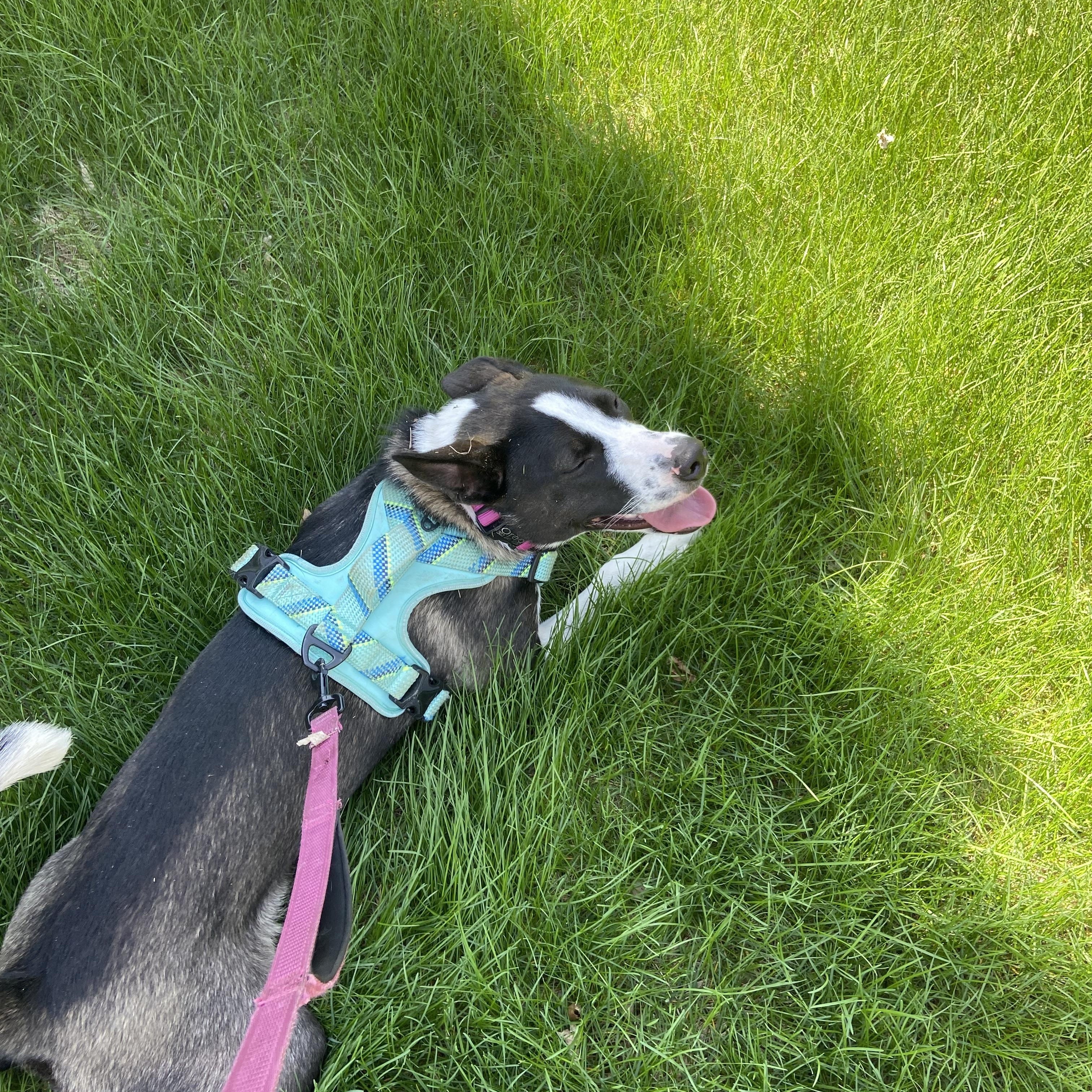 Oreo, a Adoptable Mixed Breed in Sioux Falls, SD image 3/5