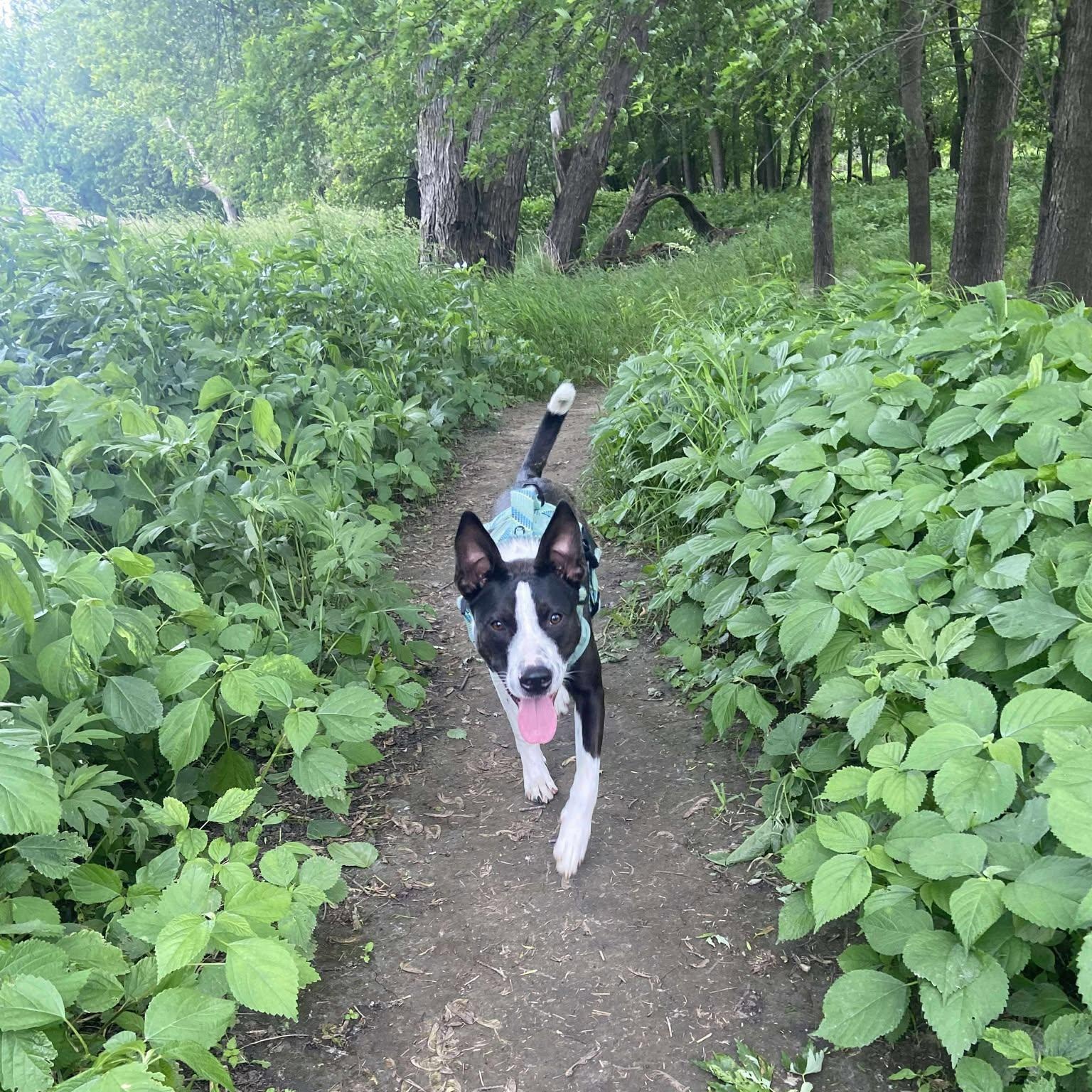 Oreo, a Adoptable Mixed Breed in Sioux Falls, SD image 5/5
