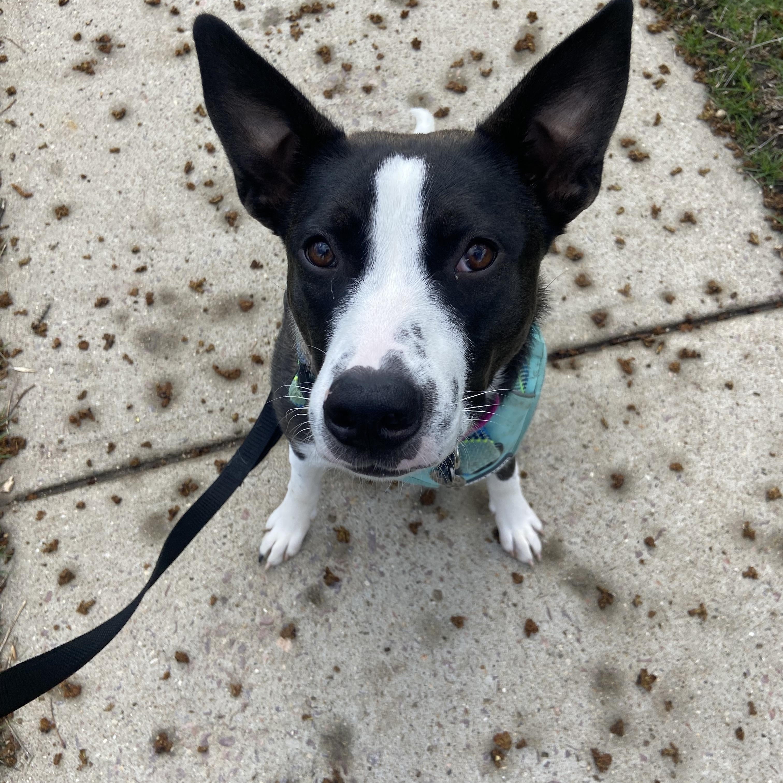 Oreo, a Adoptable Mixed Breed in Sioux Falls, SD image 2/5