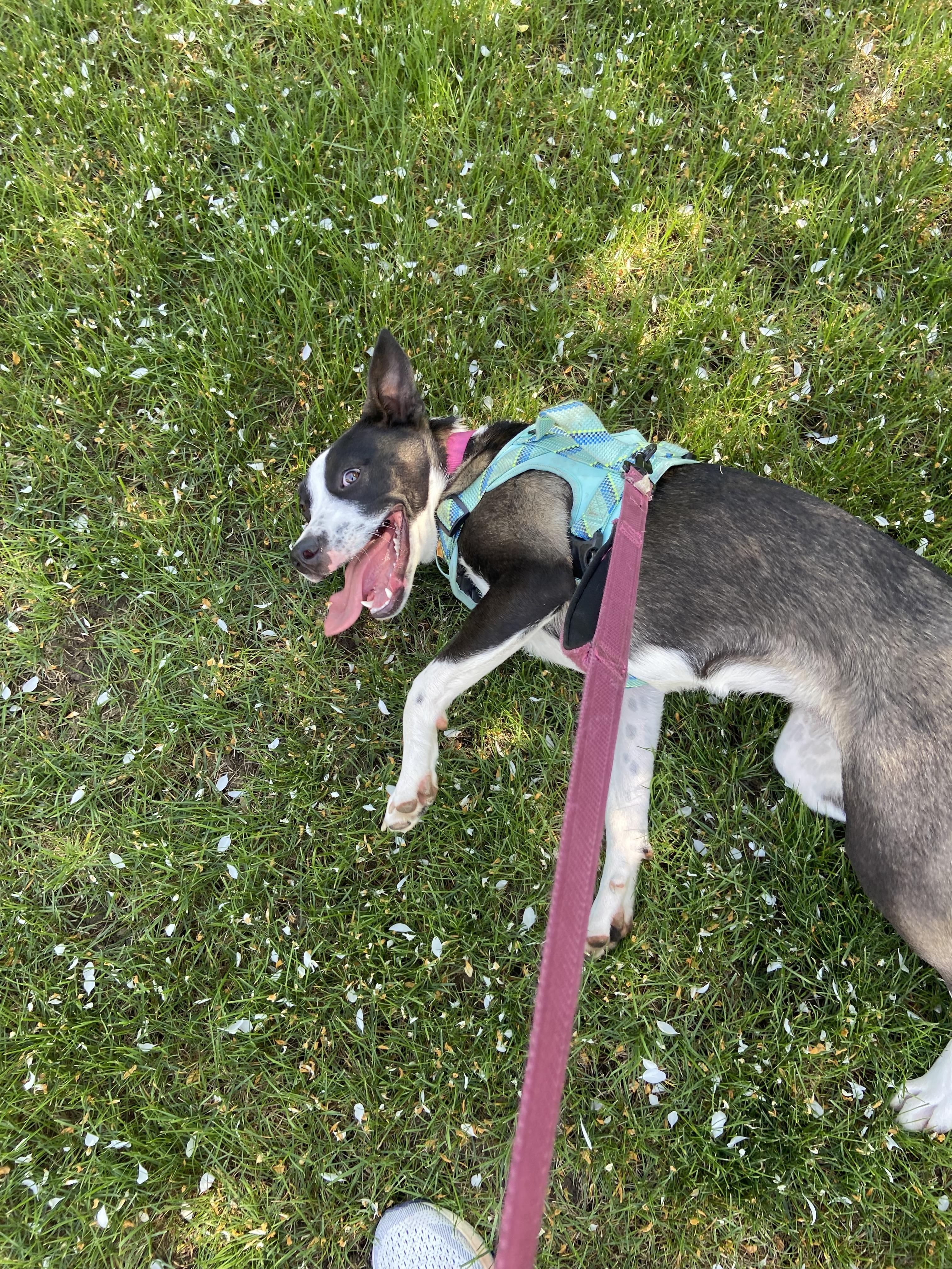 Oreo, a Adoptable Mixed Breed in Sioux Falls, SD image 4/5