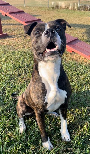 Enlarge WINSTON, a Adoptable mixed breed in Rosenberg, TX image 1/1
