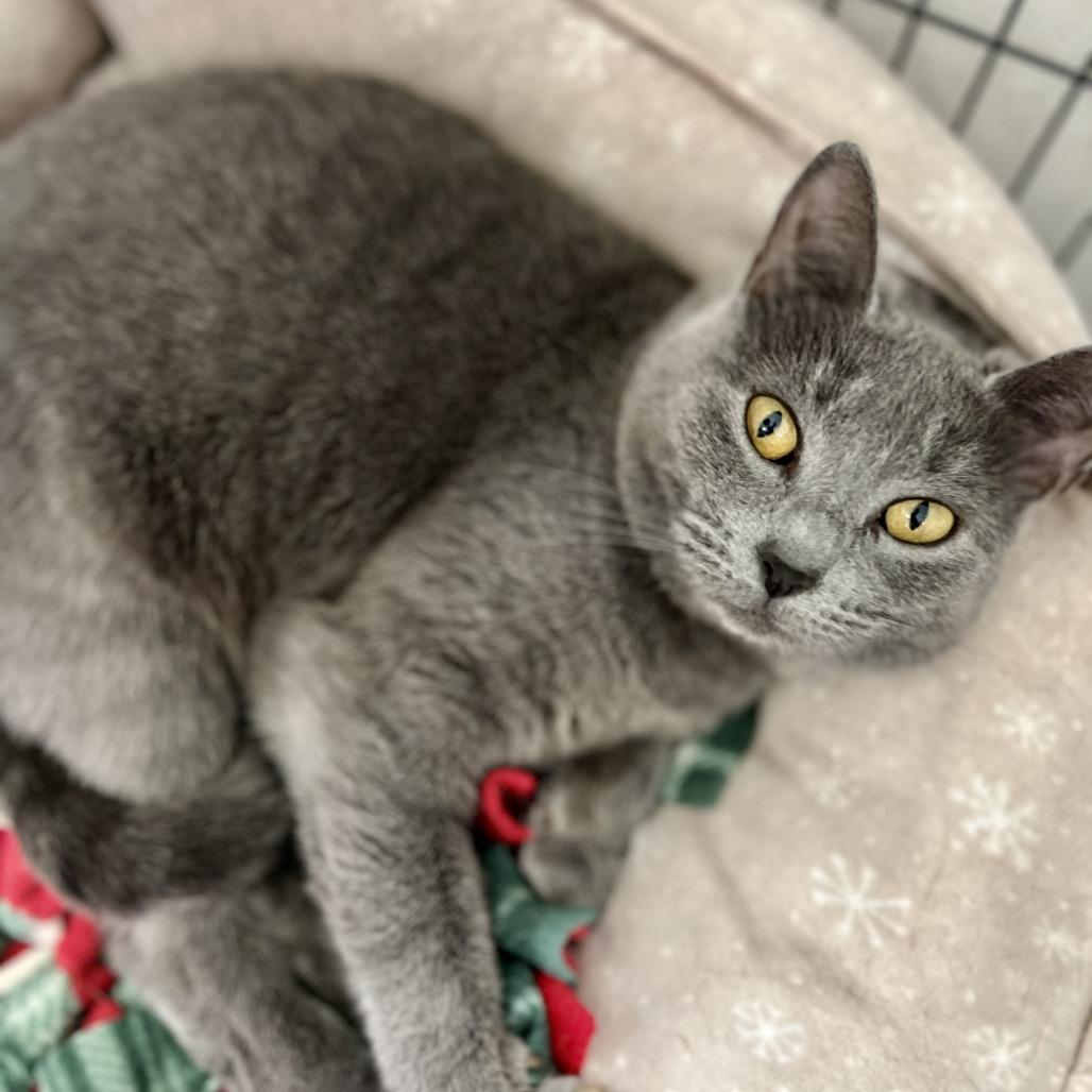 Enlarge Gracie, a Adoptable Domestic Short Hair in Mount Laurel, NJ image 1/4