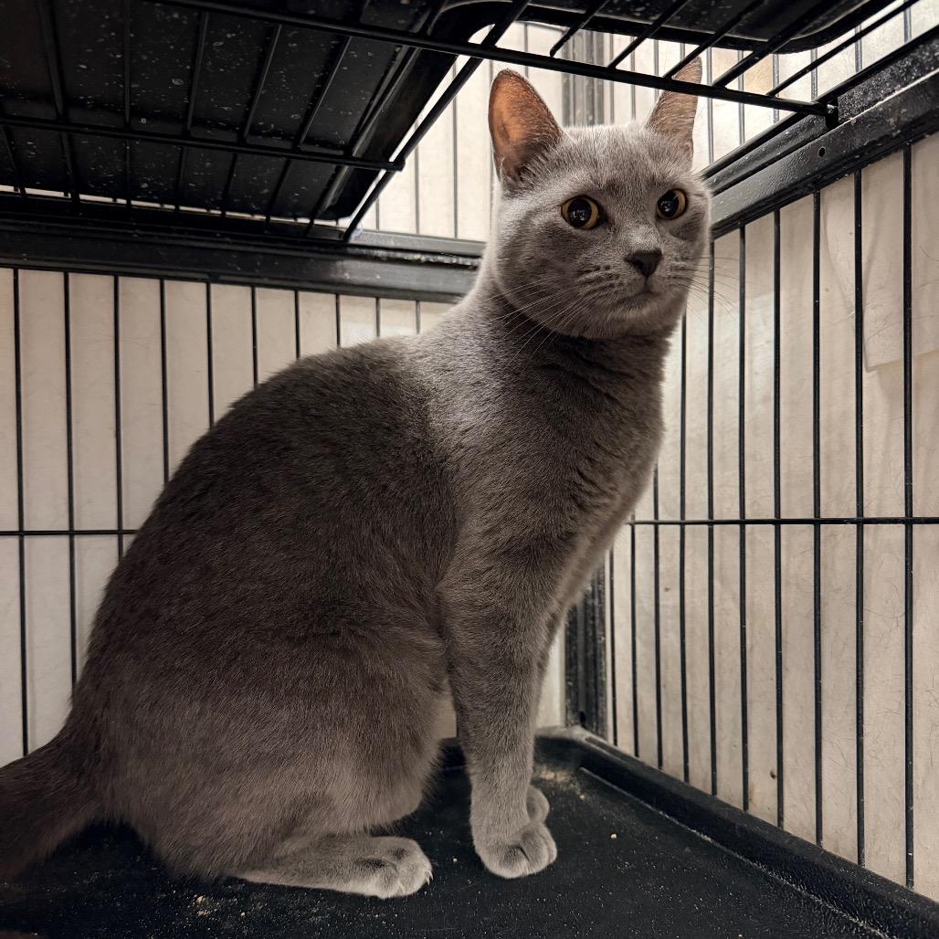 Enlarge Gracie, a Adoptable Domestic Short Hair in Mount Laurel, NJ image 3/4